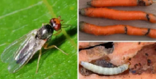 морковная муха и ее личинки 