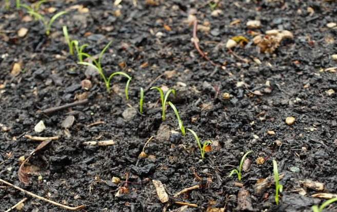 всходы моркови 