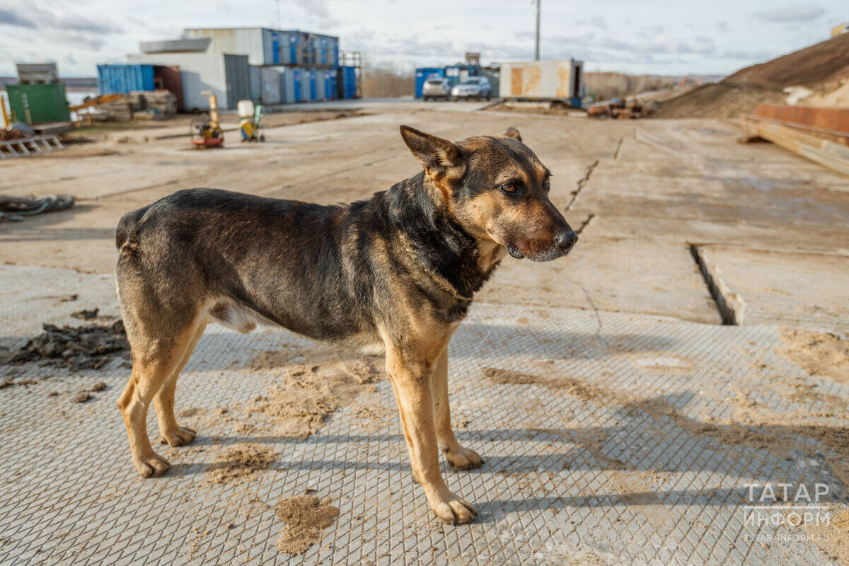 Когда вы идете мимо промзоны или гаражей, нужно понимать, что если там прикармливают собак без владельцев, могут быть нападенияФото: © Владимир Васильев / «Татар-информ»