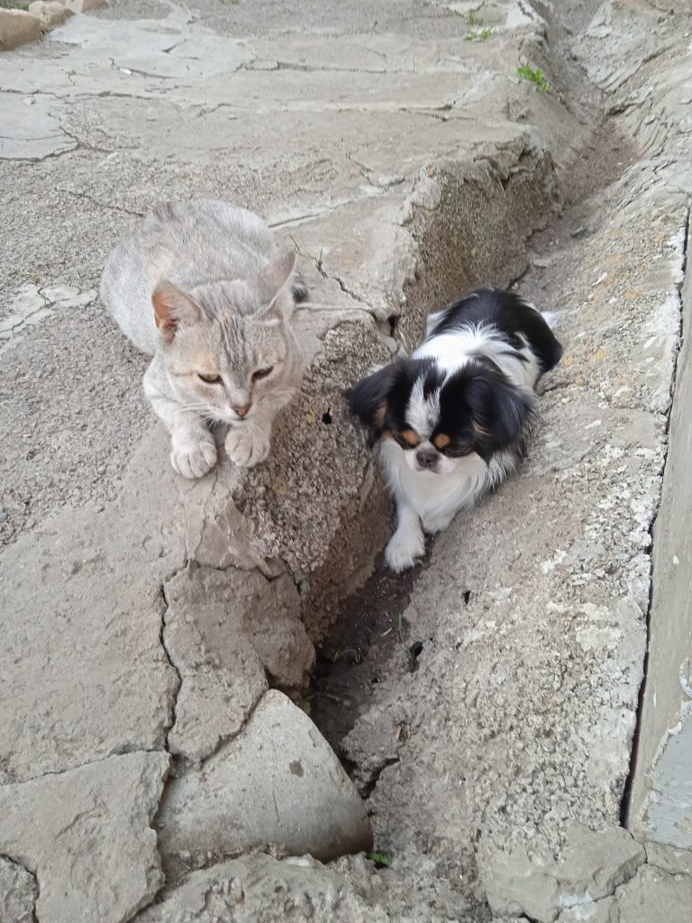 2. Кошка Роза и хин Фунтик ждут, когда из трубы выпрыгнет лягушка. Любят с ней играть. Они очень дружные ребята — живут, как кошка с собакой redaktor  📷
