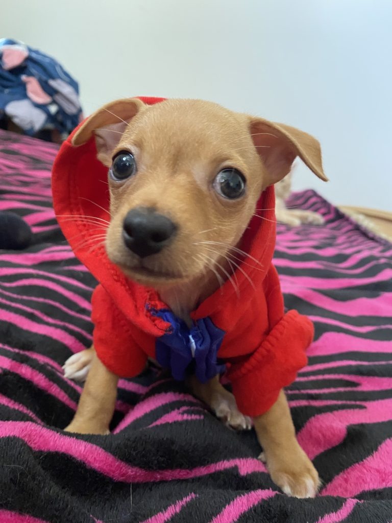 3. Собака Флеш примеряет на себе новую кофточку и, кажется, очень этому рад redaktor  📷
