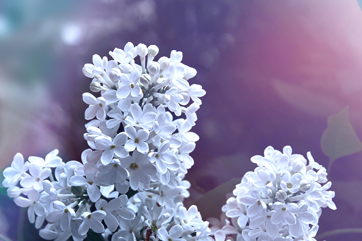 Копирование фотографий запрещено. Контент является интеллектуальной собственностью. Защищён авторским правом.