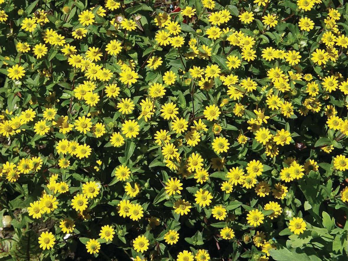 Ну не красота разве?