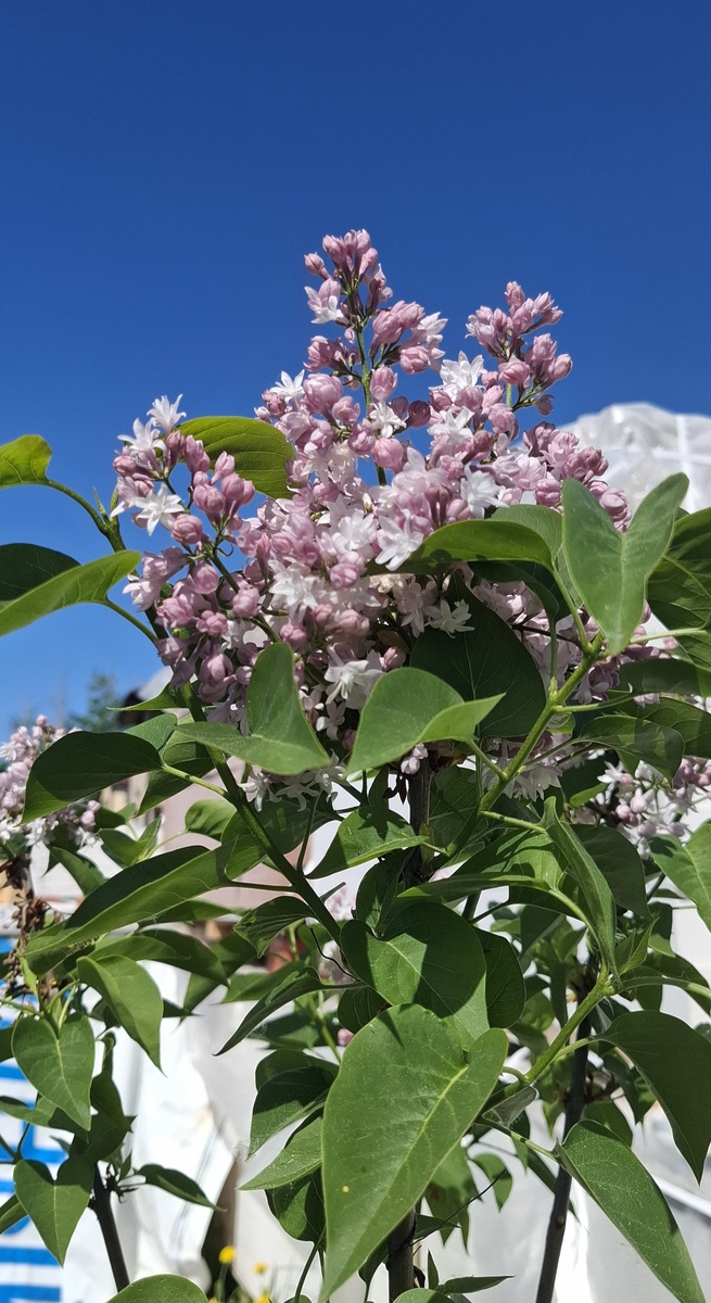 Фото автора канала.  Сирень "Красавица Москвы". Красавица моей дачи.