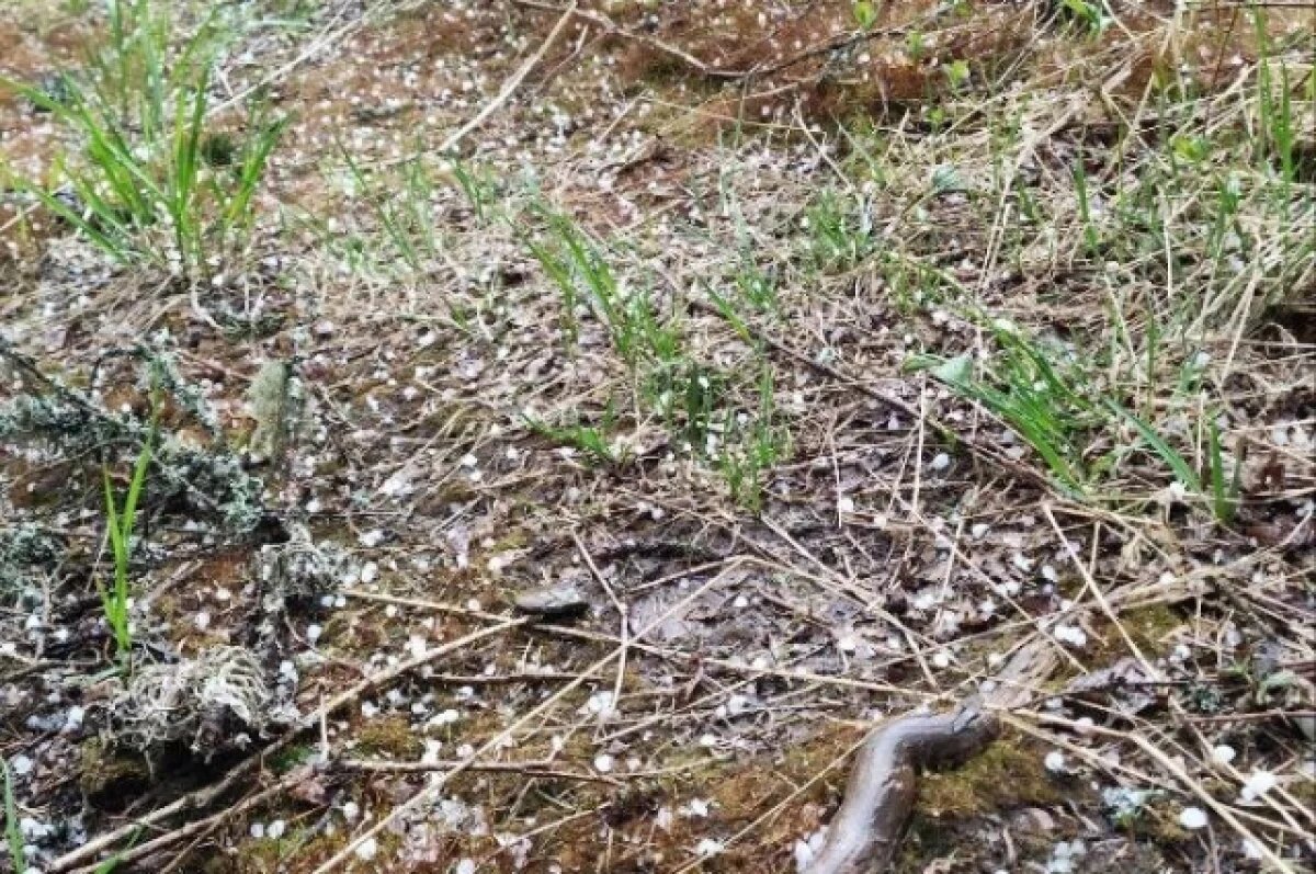    Первый град выпал на Зигальге