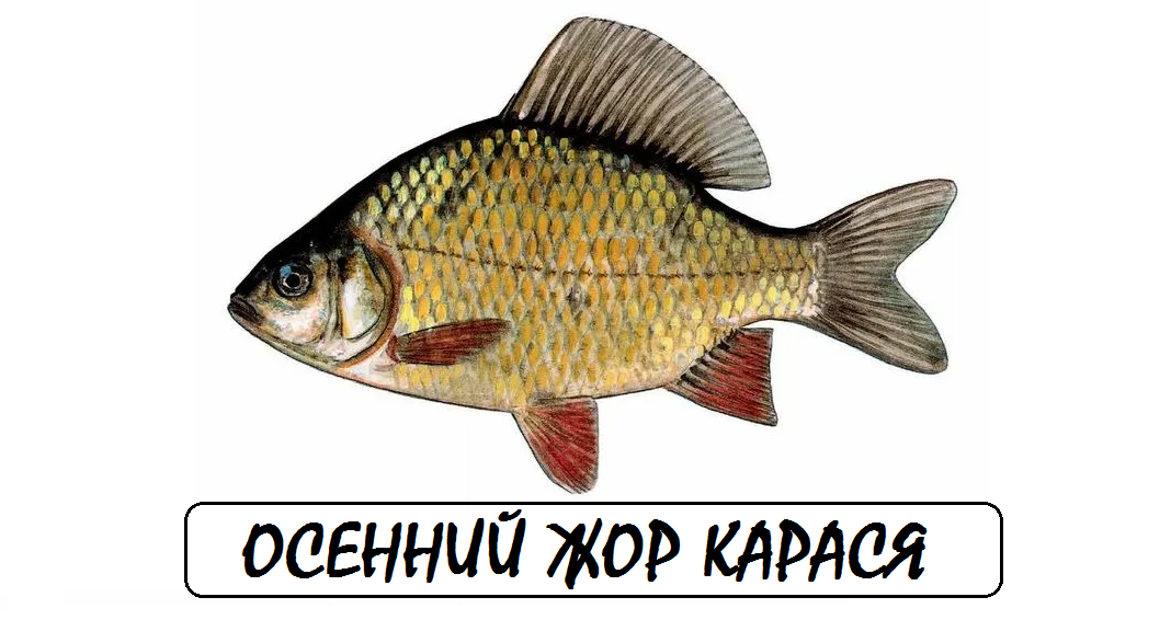 🔍 Ключевые слова для поиска: осенний жор карася, когда клюёт карась осенью, ловля карася в сентябре-октябре, лучшие наживки осенью, прикормка для осеннего карася, рыбалка на карася осенью.