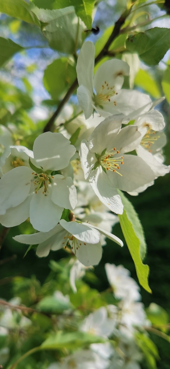 Яблонька. Уже дикая. А когда-то прождала плоды в хозяйском саду.