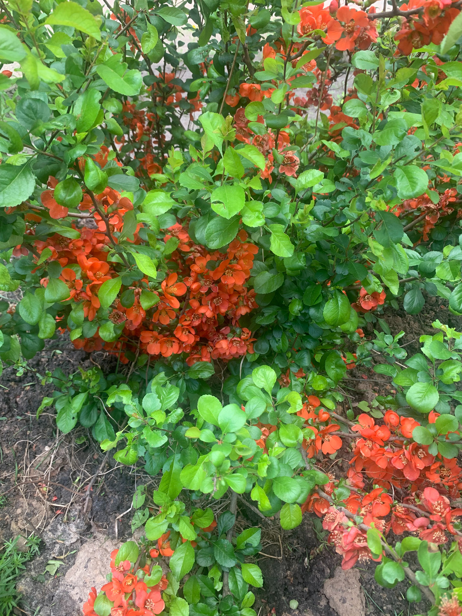 Кусты айвы около офиса, все в цвету!