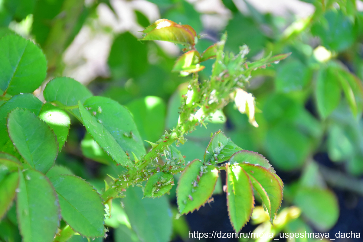 Тля на молодых побегах розы.