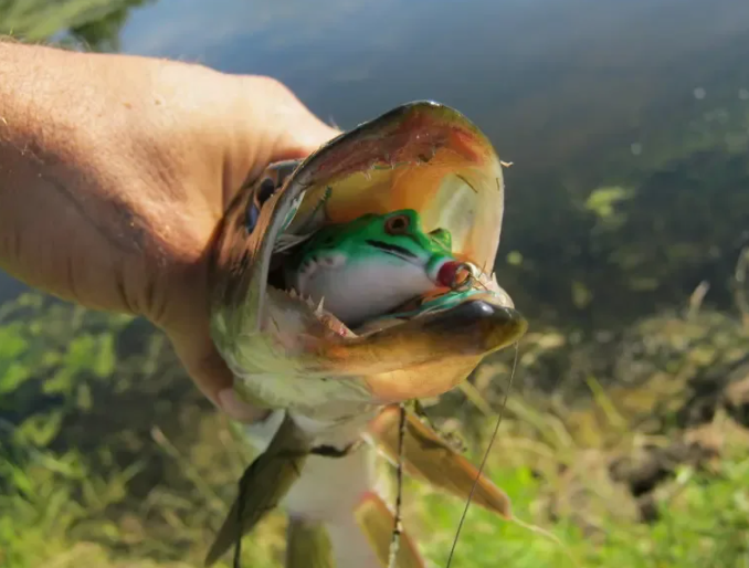 Щука пойманная на приманку лягушка. Источник фото fish-hook.ru