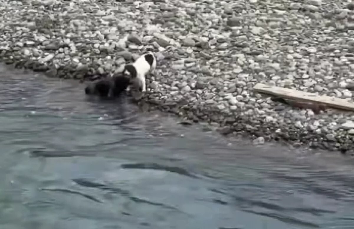    В Сочи собака спасла уносимого горной рекой товарища