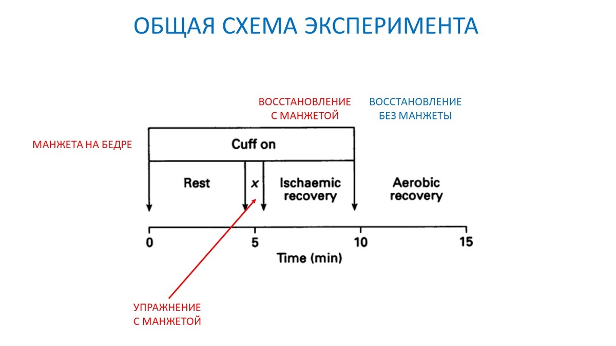 Рисунок 1. Общая схема эксперимента - покой с манжетой, упражнение с манжетой, восстановление с манжетой и далее обычное восстановление.