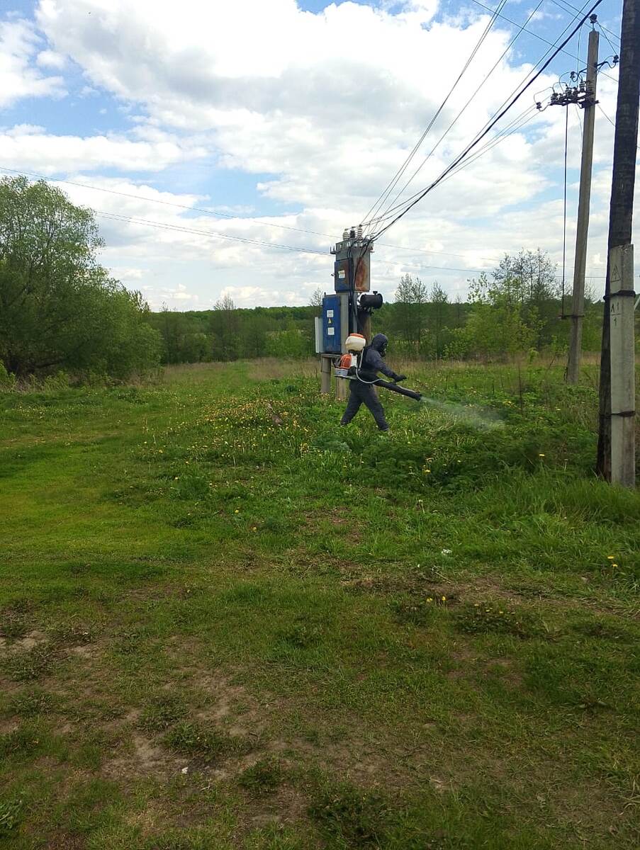 Борщевик Сосновского: как эффективно бороться с опасным растением