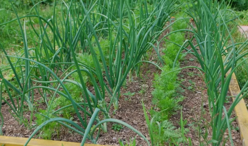 морковь и лук лучшие компаньоны