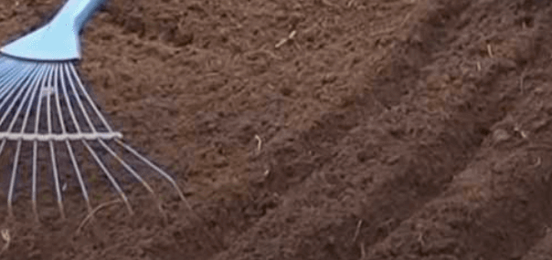 бороздки под морковку в предварительно хорошо пробороненной грядки