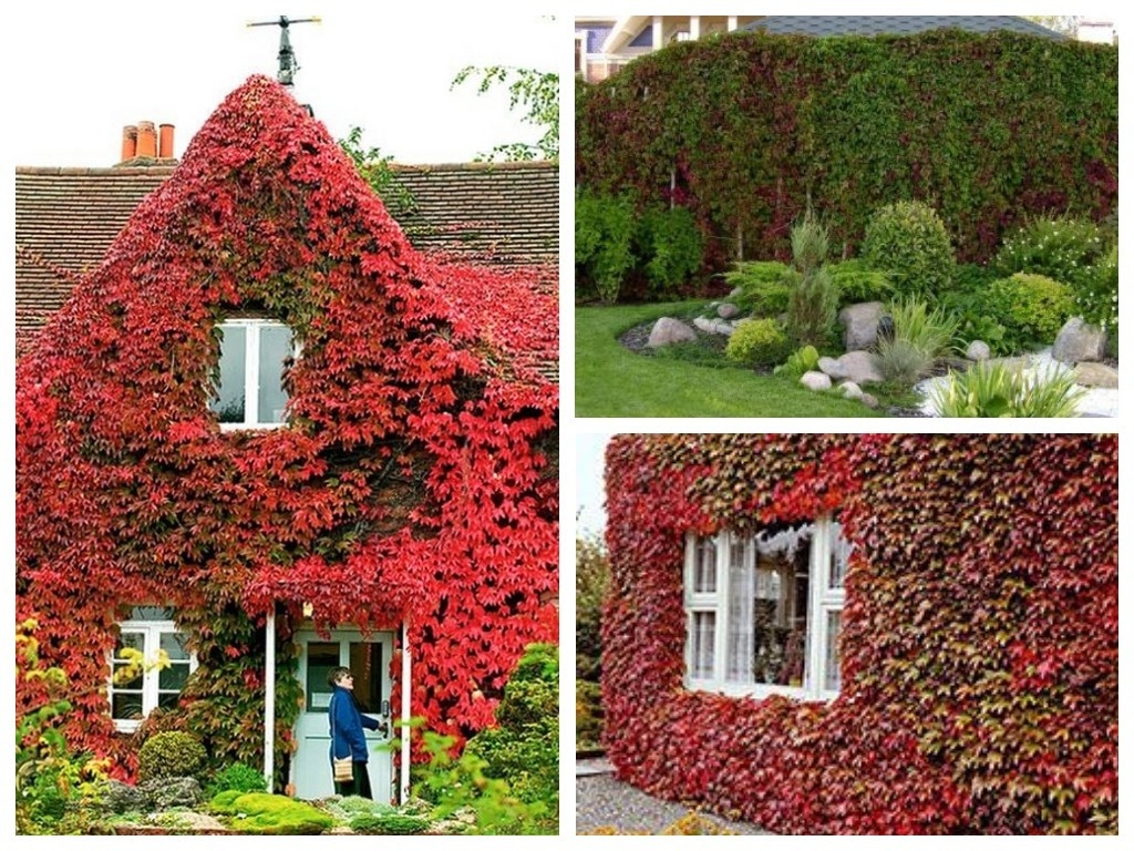   Девичий виноград очень быстро осваивает все доступное пространство