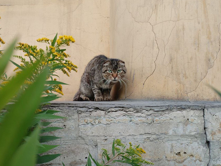     Не все коты пережили блокаду Ленинграда. Фото из архива «МК в Питере»