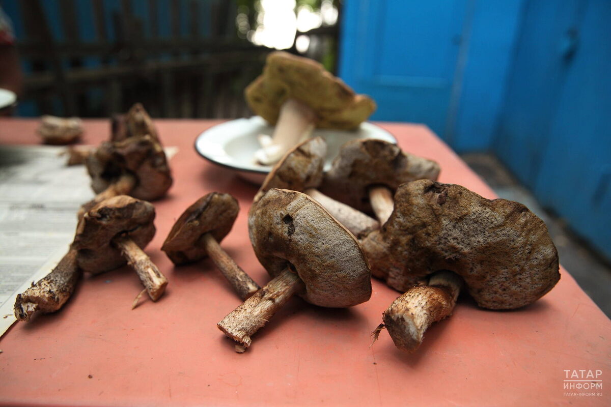 Фото: © «Татар-информ»