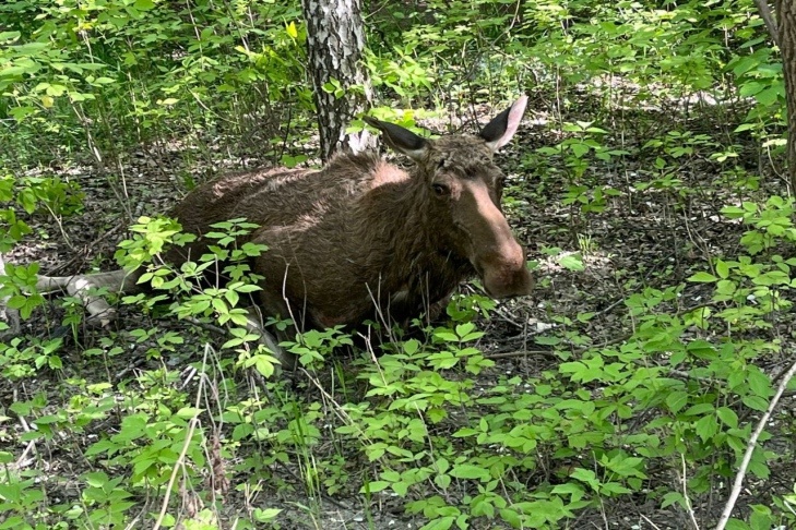    Фото ЦОДД Новосибирской области