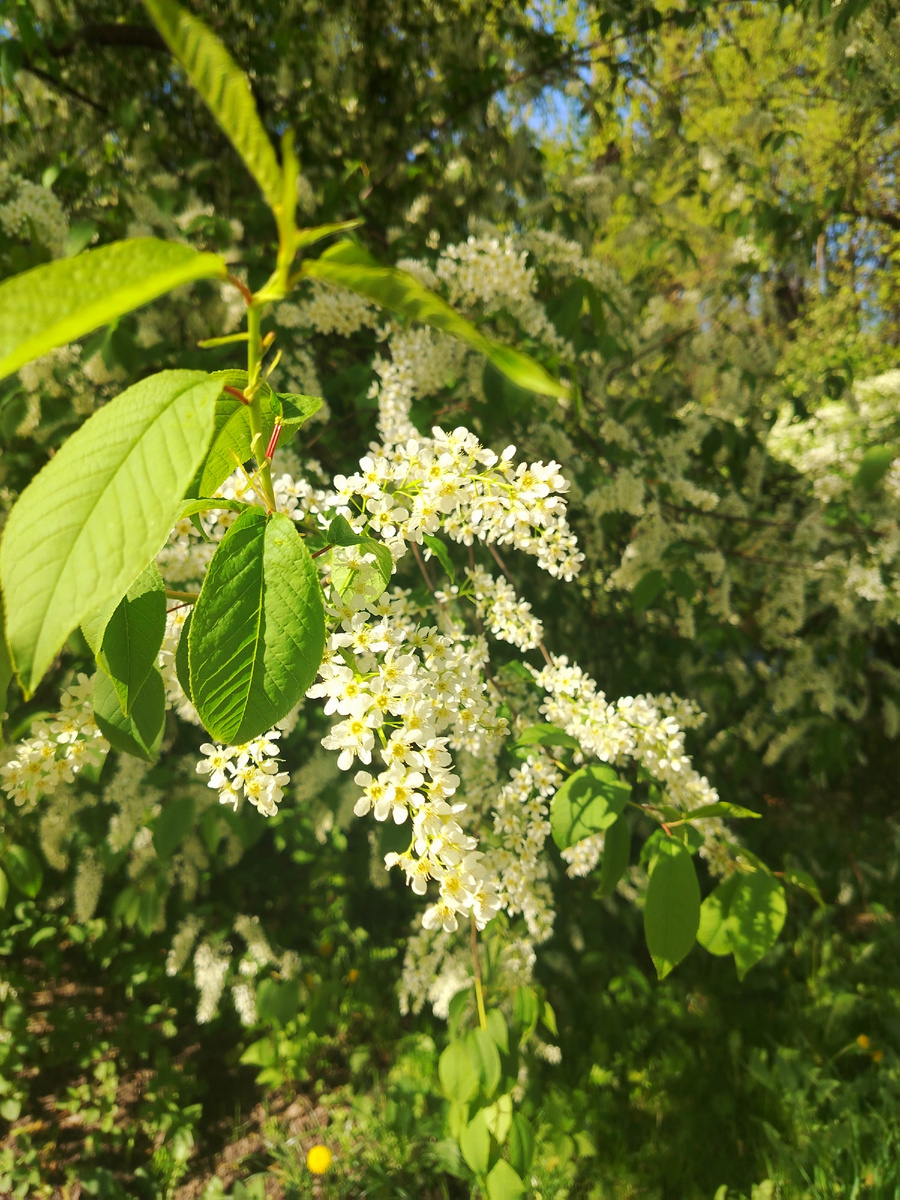 Фотографировала по пути в офис 