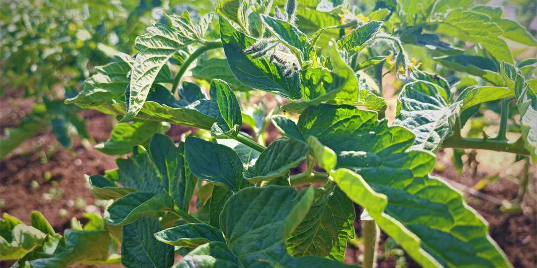 Первая, майская подкормка томатов — залог лучшего урожая