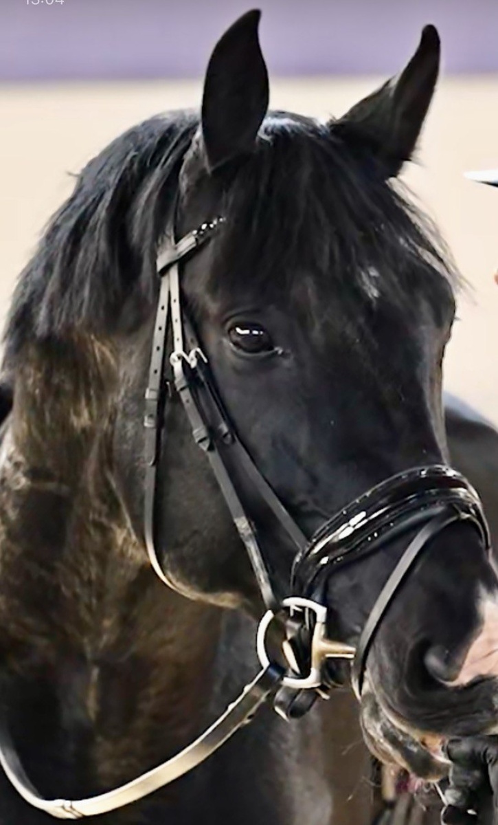 Оригинальное фото в нашем оголовье. Цвет Jet 