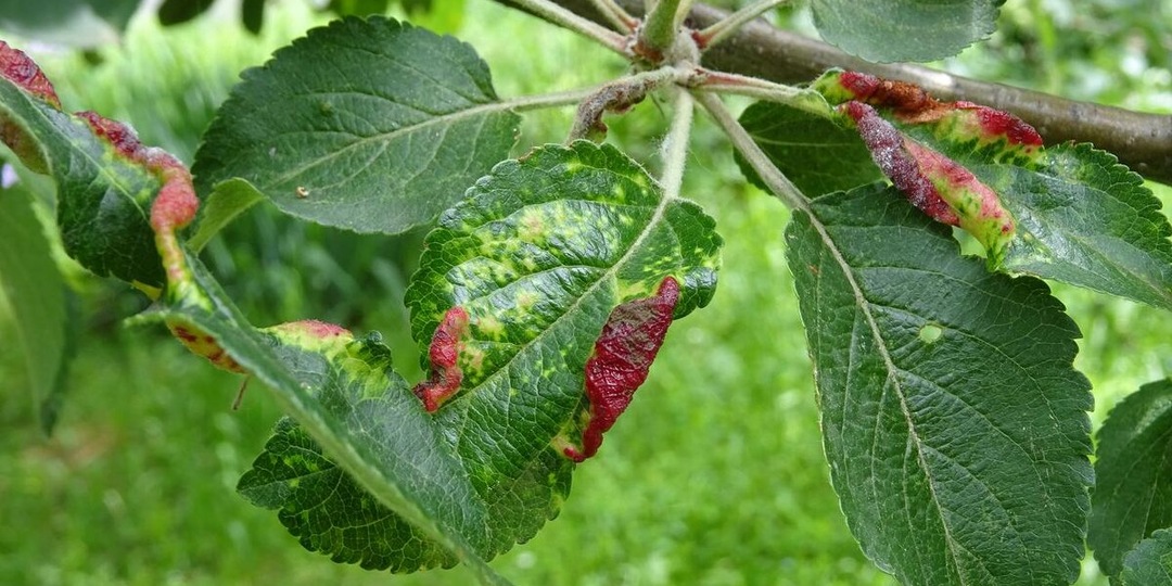 💖Прошли дожди и сад заболел: как вывести тлю и грибок в начале-середине лета