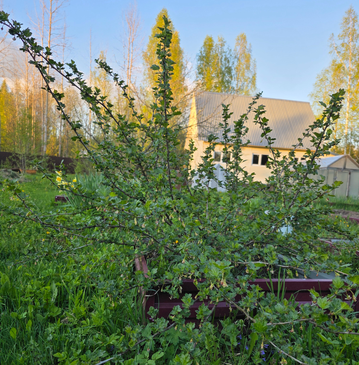 Куст крыжовника на нашей даче. Фото автора 21 мая 2025 г