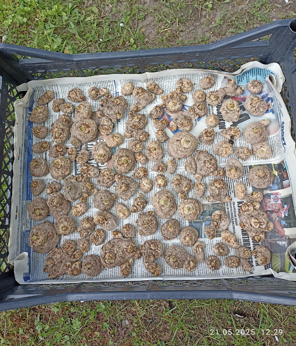 Клубни готовы к замачиванию