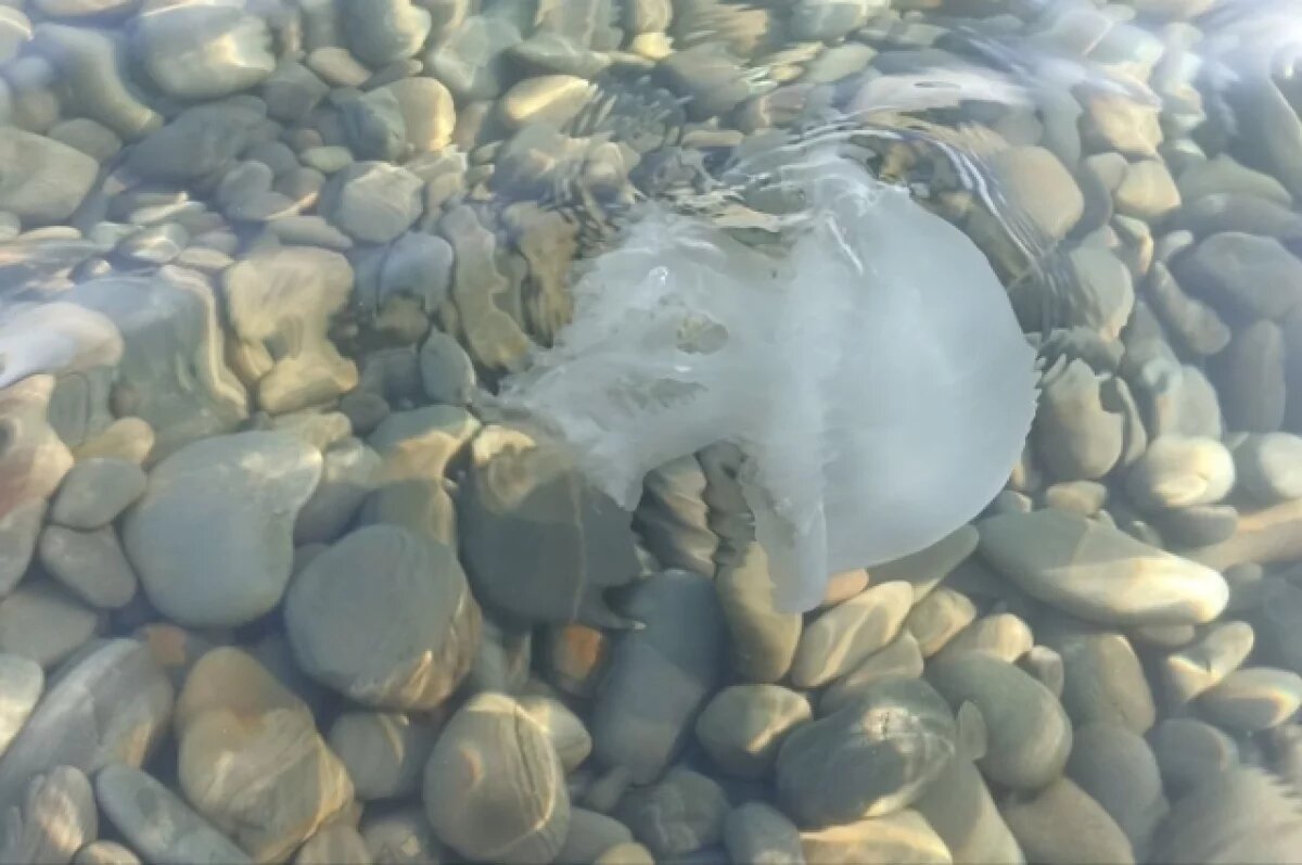    Под Ростовом из Азовского моря соленая вода добралась до города