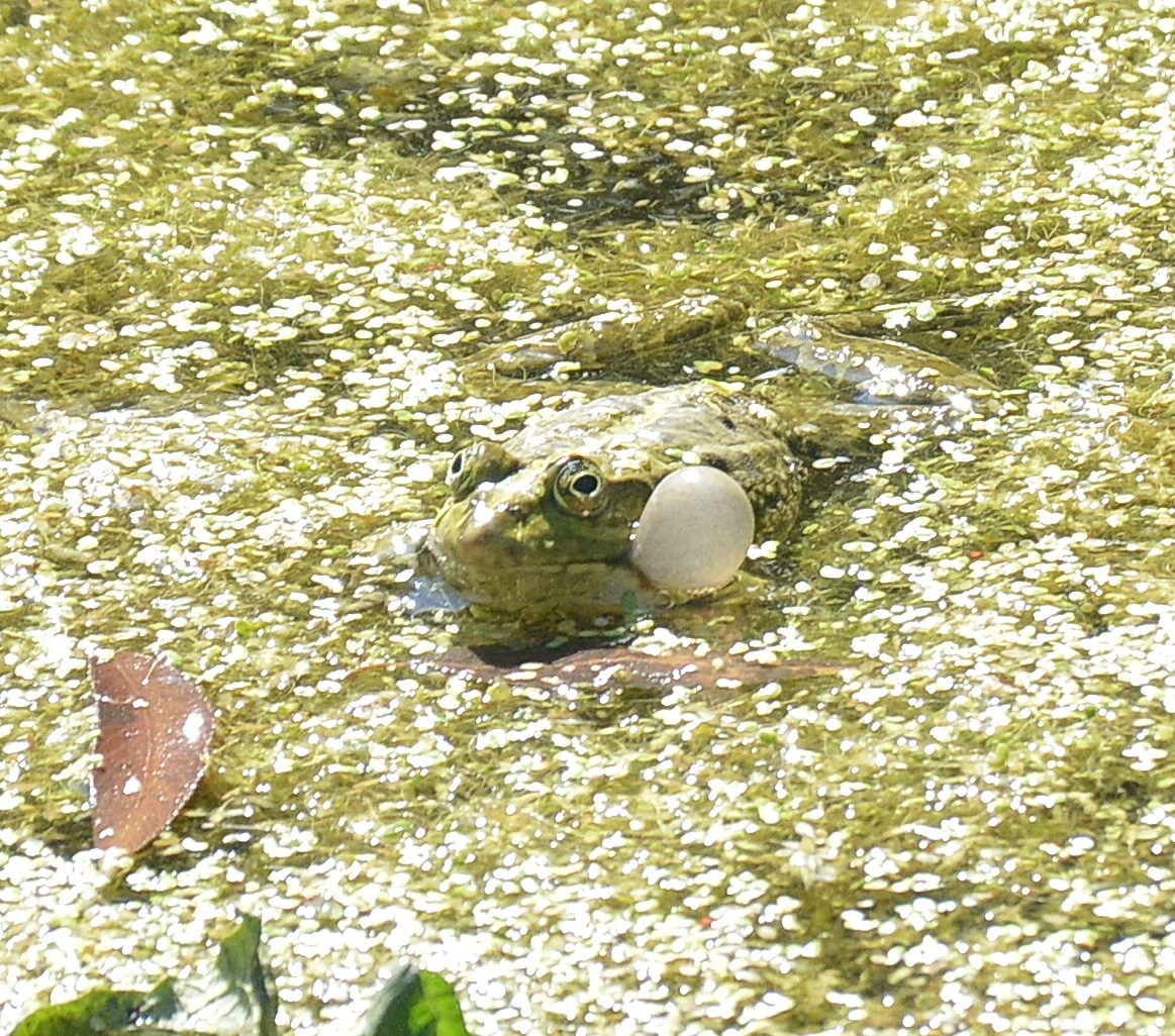 Красавец с раздутым резонатором. Все фотографии в статье мои