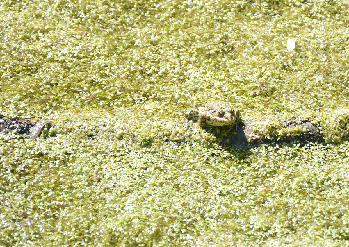 Найдёте вторую лягушку? 