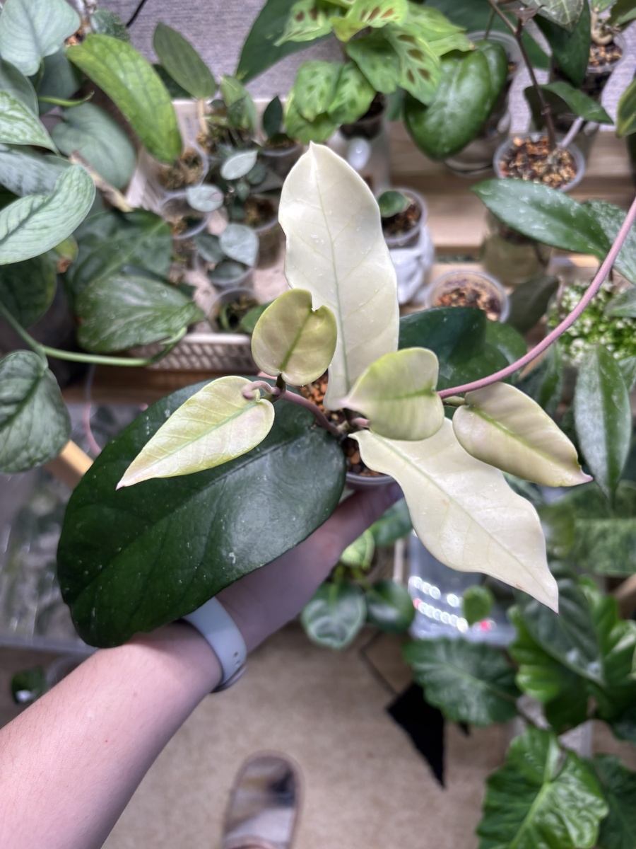 Обманчивая красота!