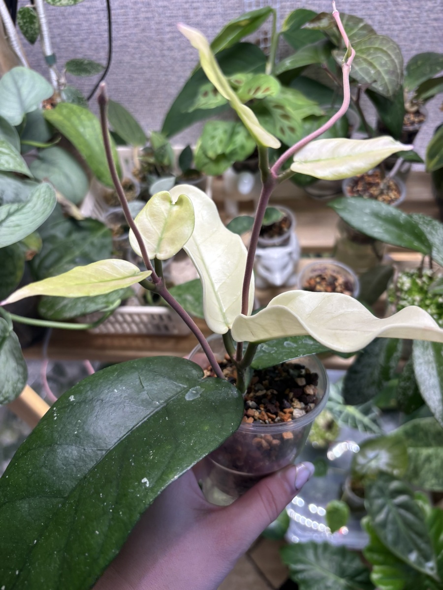 Вот такое роскошество у меня появилось.