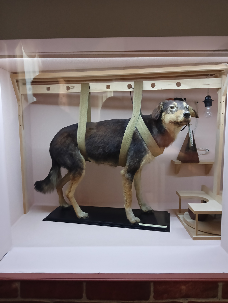 Собака Павлова