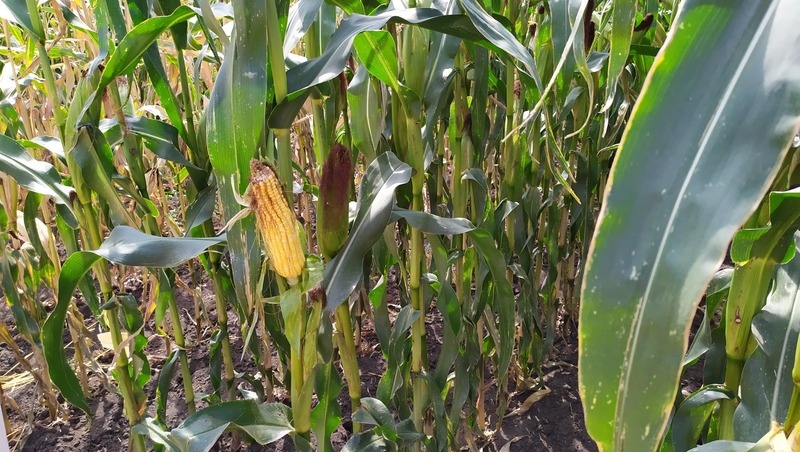      Фото: администрация Предгорного округа