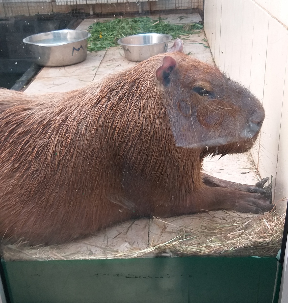 Узнаёте кто?