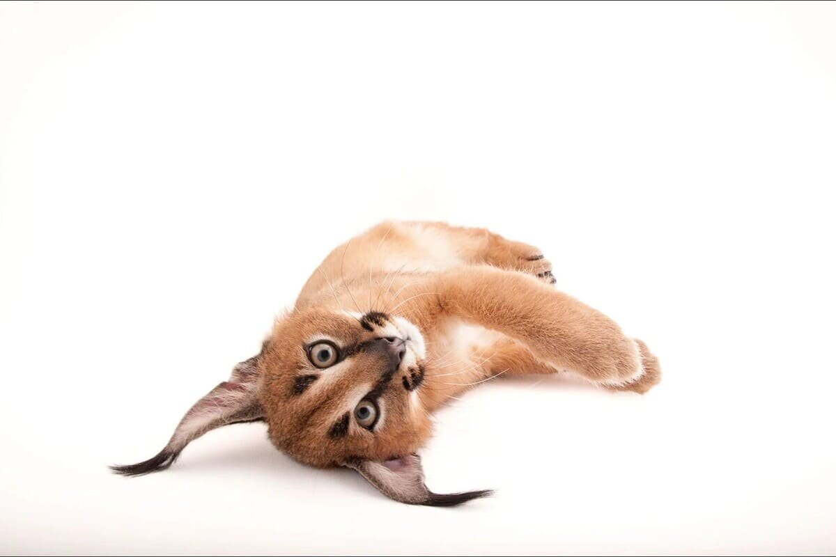    Трехмесячный каракал в зоопарке Колумбуса, штат Огайо / © Joel Sartore