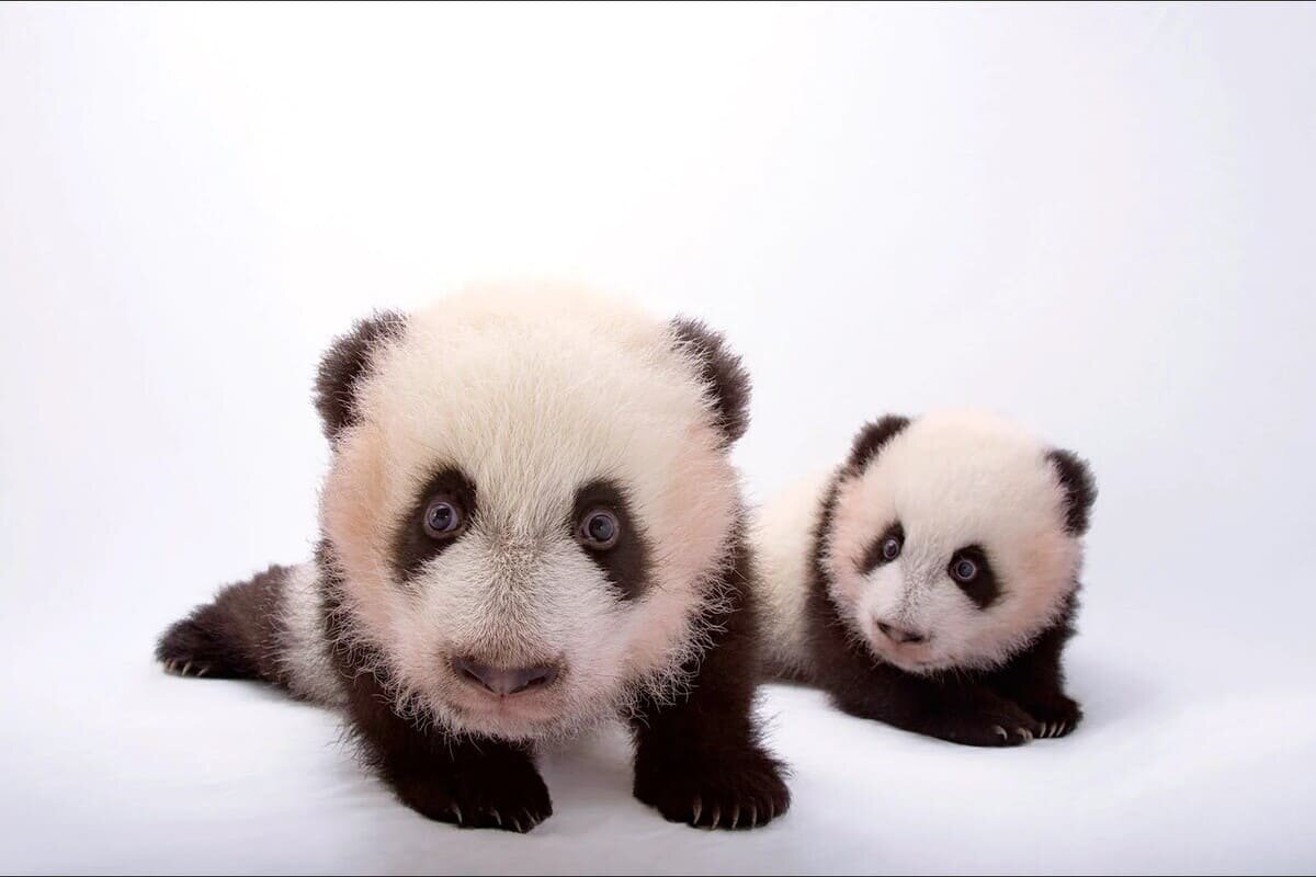    Пара 100-дневных детенышей гигантской панды (Ailuropoda melanoleuca) в зоопарке Атланты, штат Джорджия / © Joel Sartore