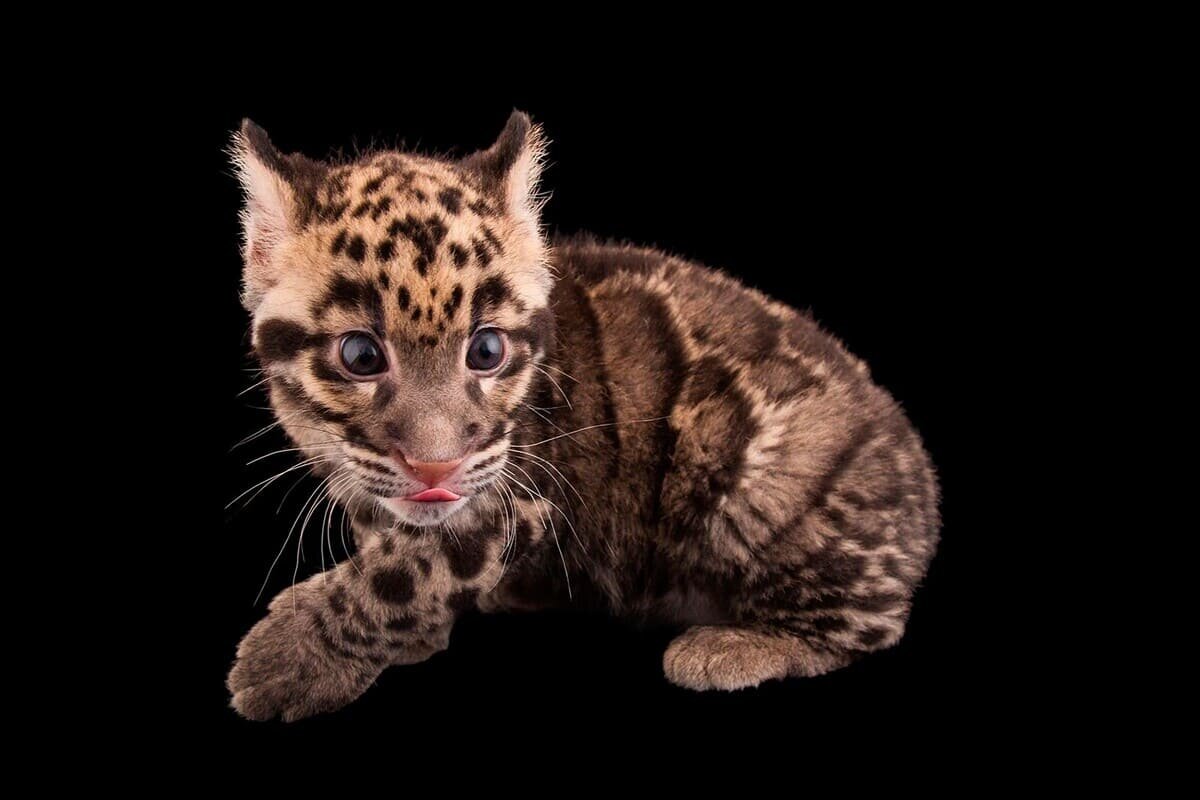    Девятинедельный детеныш дымчатого леопарда (Neofelis nebulosa) в зоопарке Колумбуса, штат Огайо / © Joel Sartore