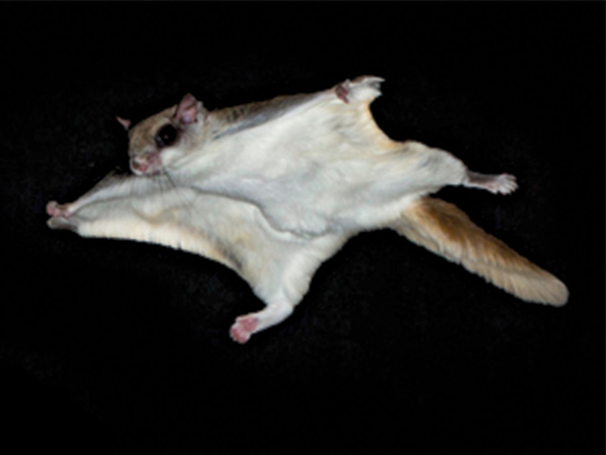 летяги имеют хорошо развитые когти и острые зубы Источник фото https://clk.li/BXc