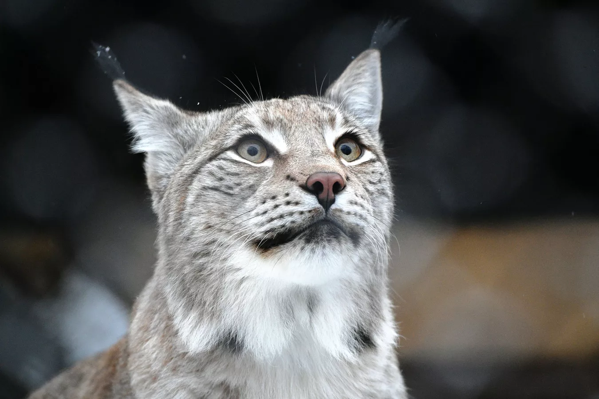 © Sputnik / Maksim Blinov