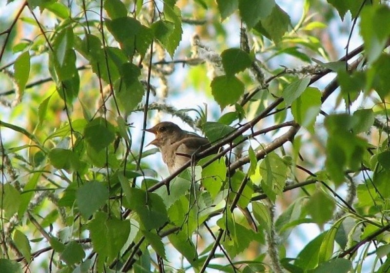 иллюстрация из сети интернет