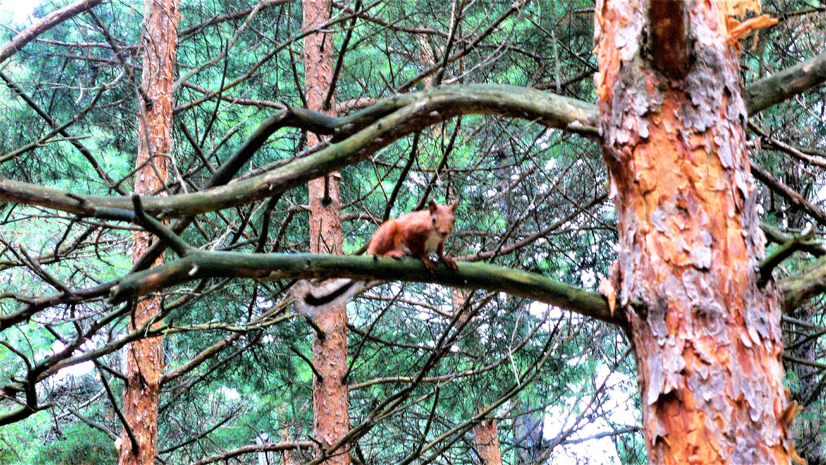 Белка на дереве