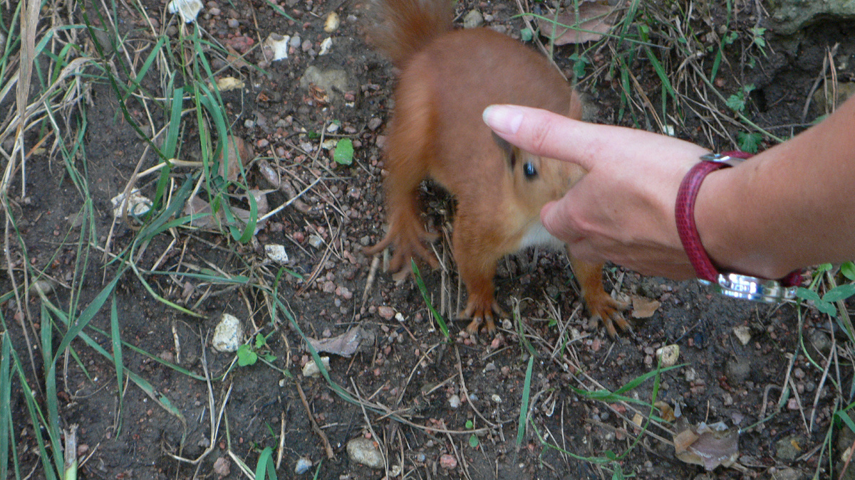 Белка совсем рядом