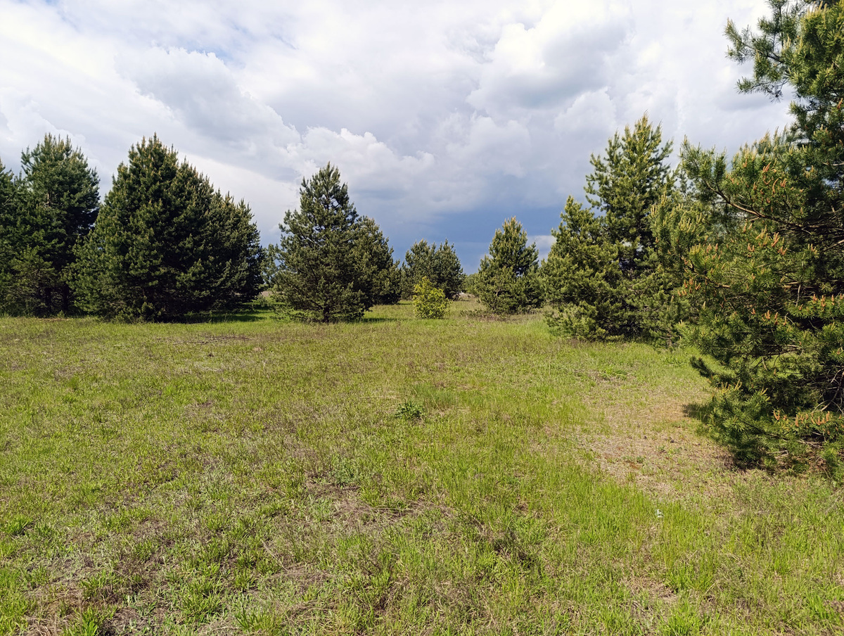 Поле с молодыми сосенками