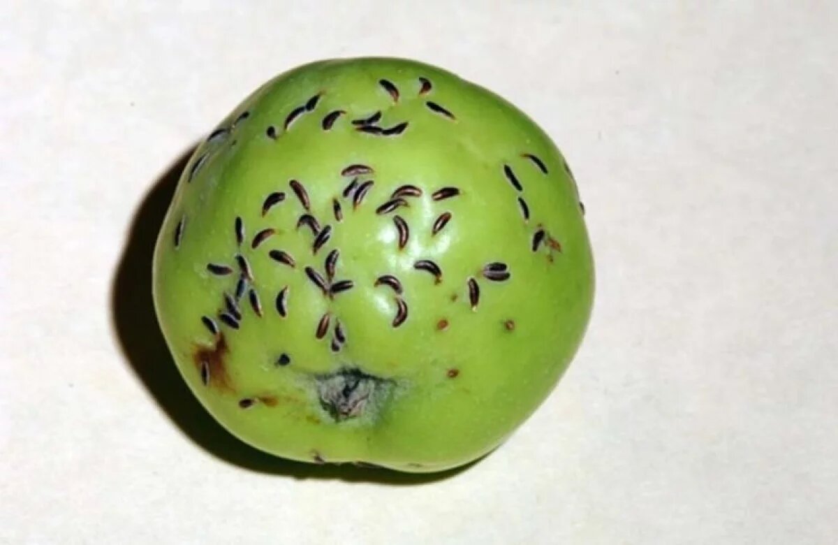    Вредителей нашли во фруктах и овощах на плодоовощных базах Иркутска