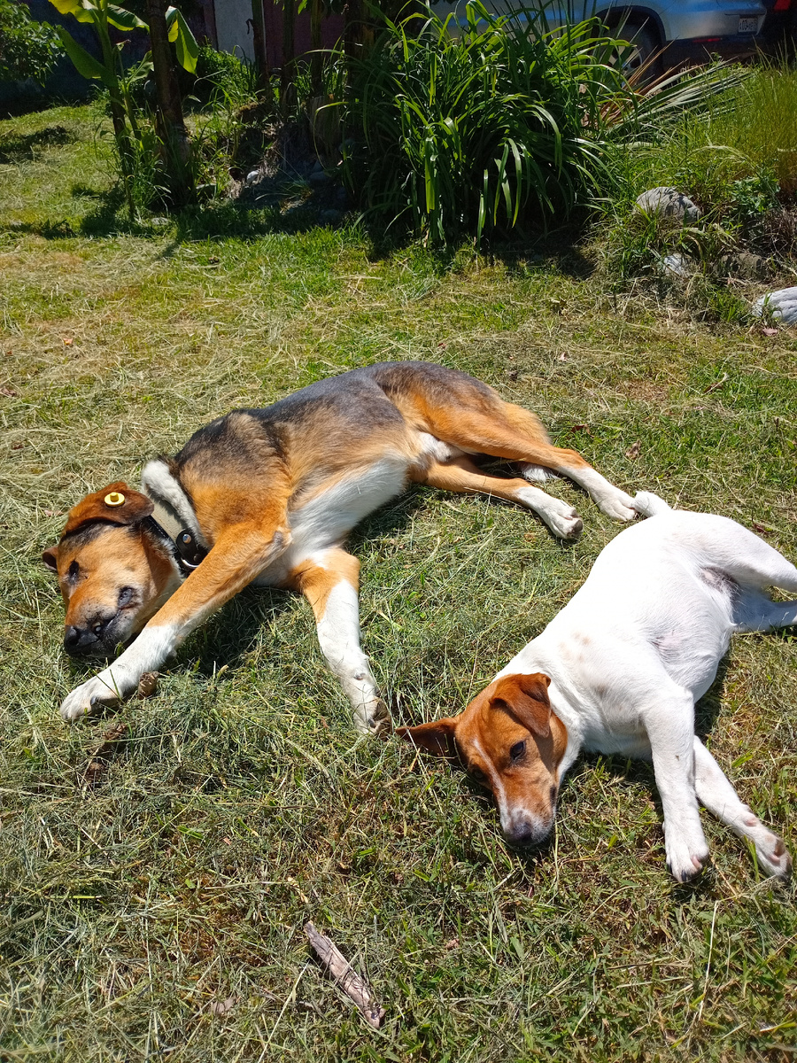 Две Собаки 🐕 🐕  замерли по Команде "Умри"