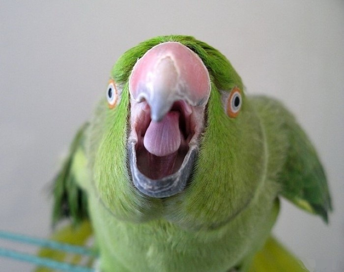 Пернатый хулиган. Фото с сайта https://kaifolog.ru/