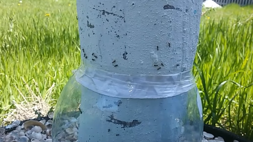 Прогоняю садовых муравьев без яда простым способом агронома. Долгие годы использую безопасный метод для защиты всего сада